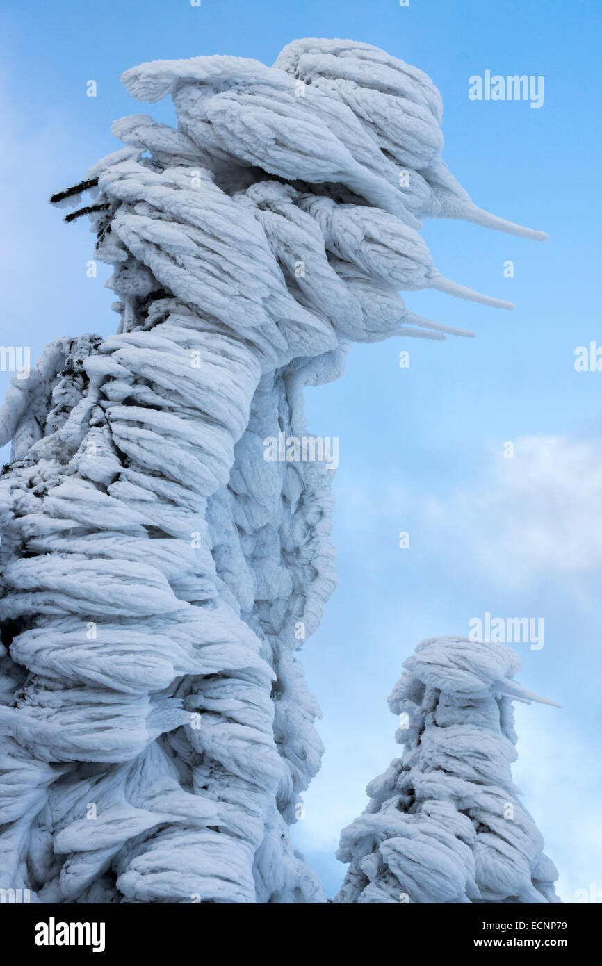 Tree covert con ghiaccio, neve, brina a Fichtelberg, Germania Foto Stock