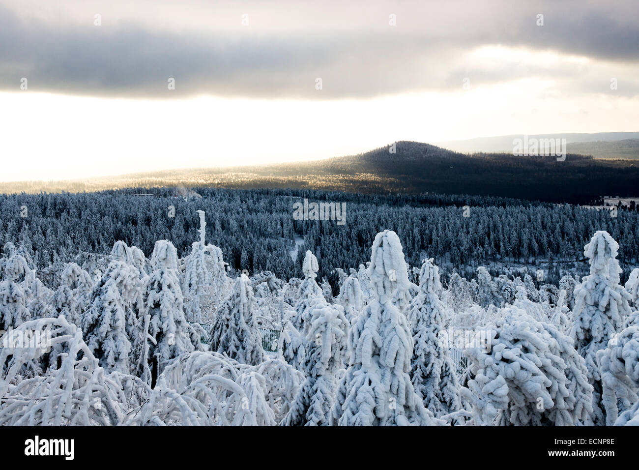 Coperta di neve alberi, sole e nuvole nella zona montana Monti Metalliferi, Germania Foto Stock