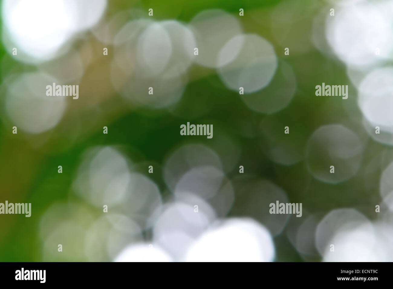La bellissima natura bokeh, offuscata verde sfondo bokeh di fondo Foto Stock