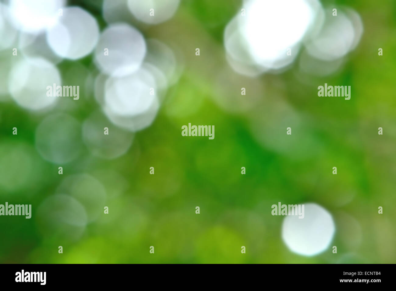 La bellissima natura bokeh, offuscata verde sfondo bokeh di fondo Foto Stock
