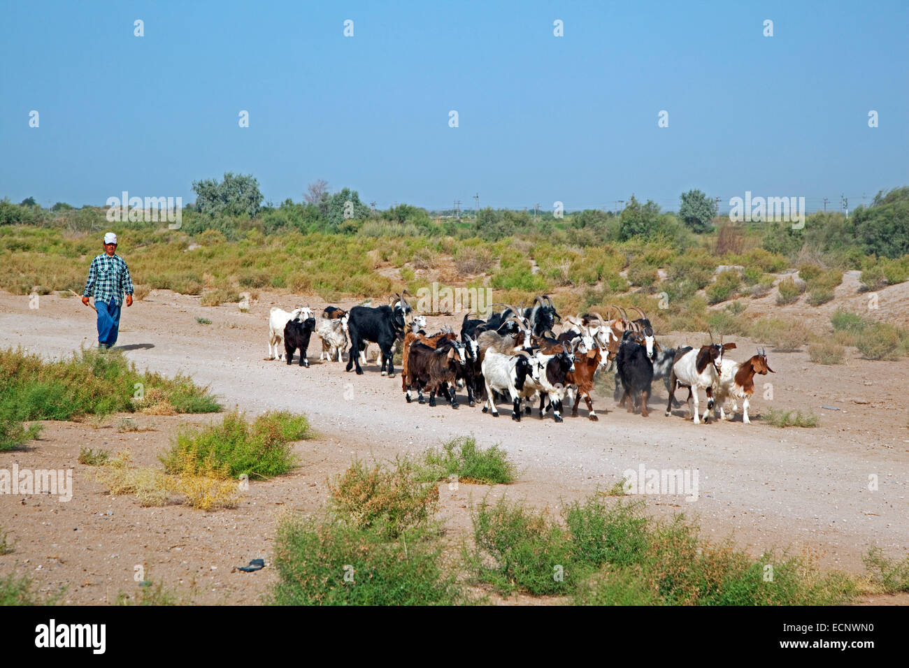 Pastore turkmeno imbrancandosi una tribù di capre nel deserto del Karakum in Turkmenistan Foto Stock