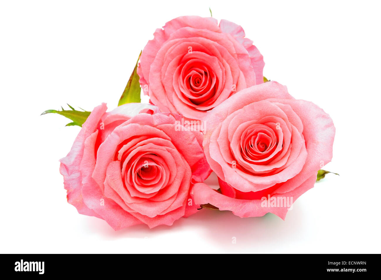 Bella rosa rosa, isolato su sfondo bianco Foto Stock