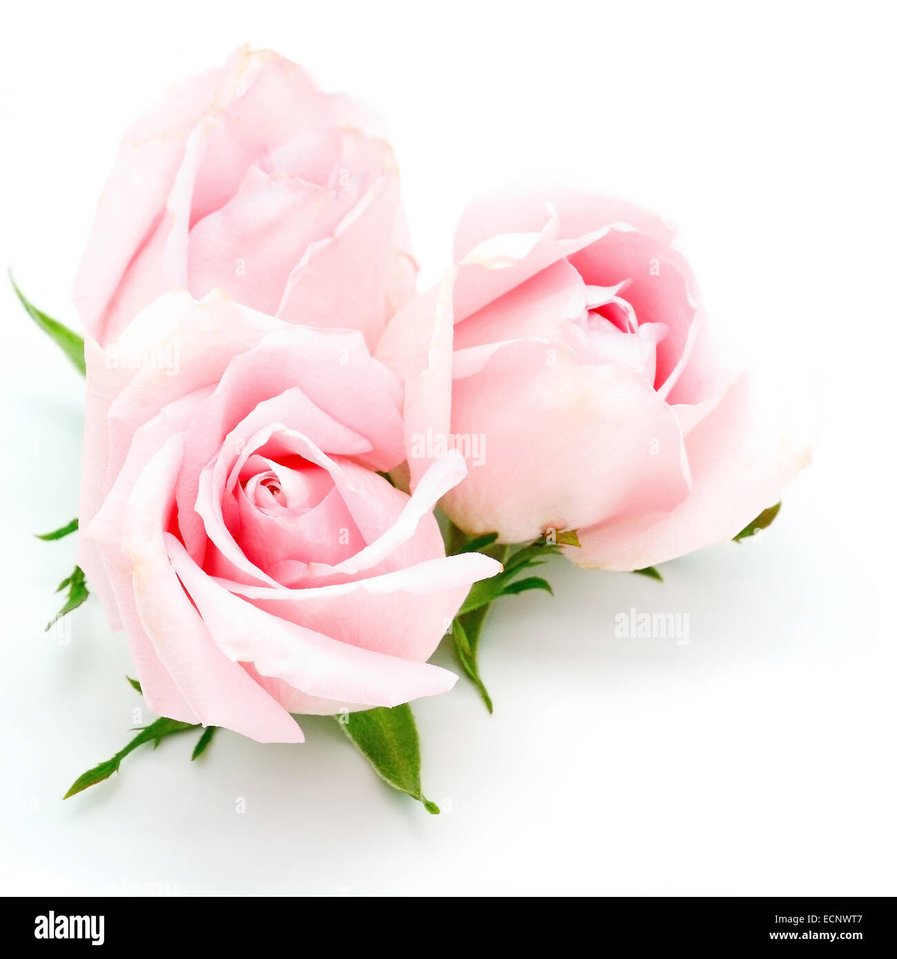 Bella rosa rosa, isolato su sfondo bianco Foto Stock