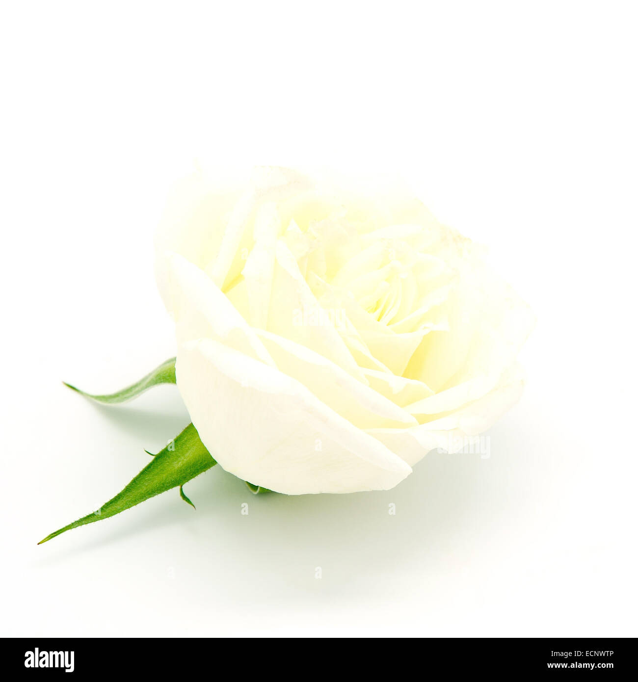 Bella rosa gialla, isolato su sfondo bianco Foto Stock