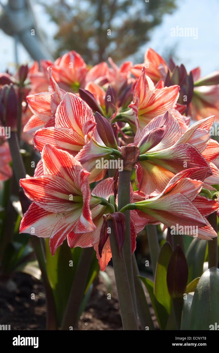 Un gambo di bianco e rosso Amaryllis Hippeastrum, fotografato all'Eden Project in Cornovaglia, UK. Foto Stock