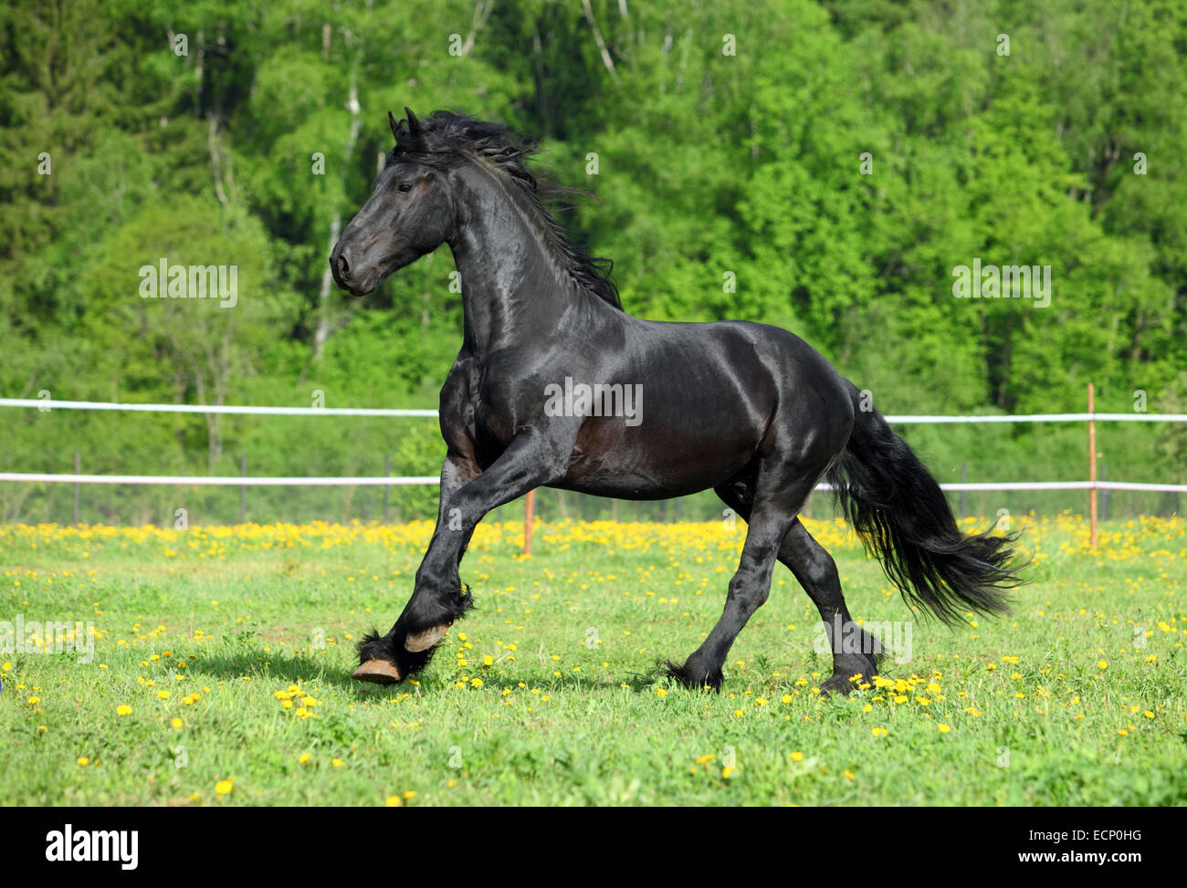 Incredibile il frisone cavallo nel campo estivo Foto Stock