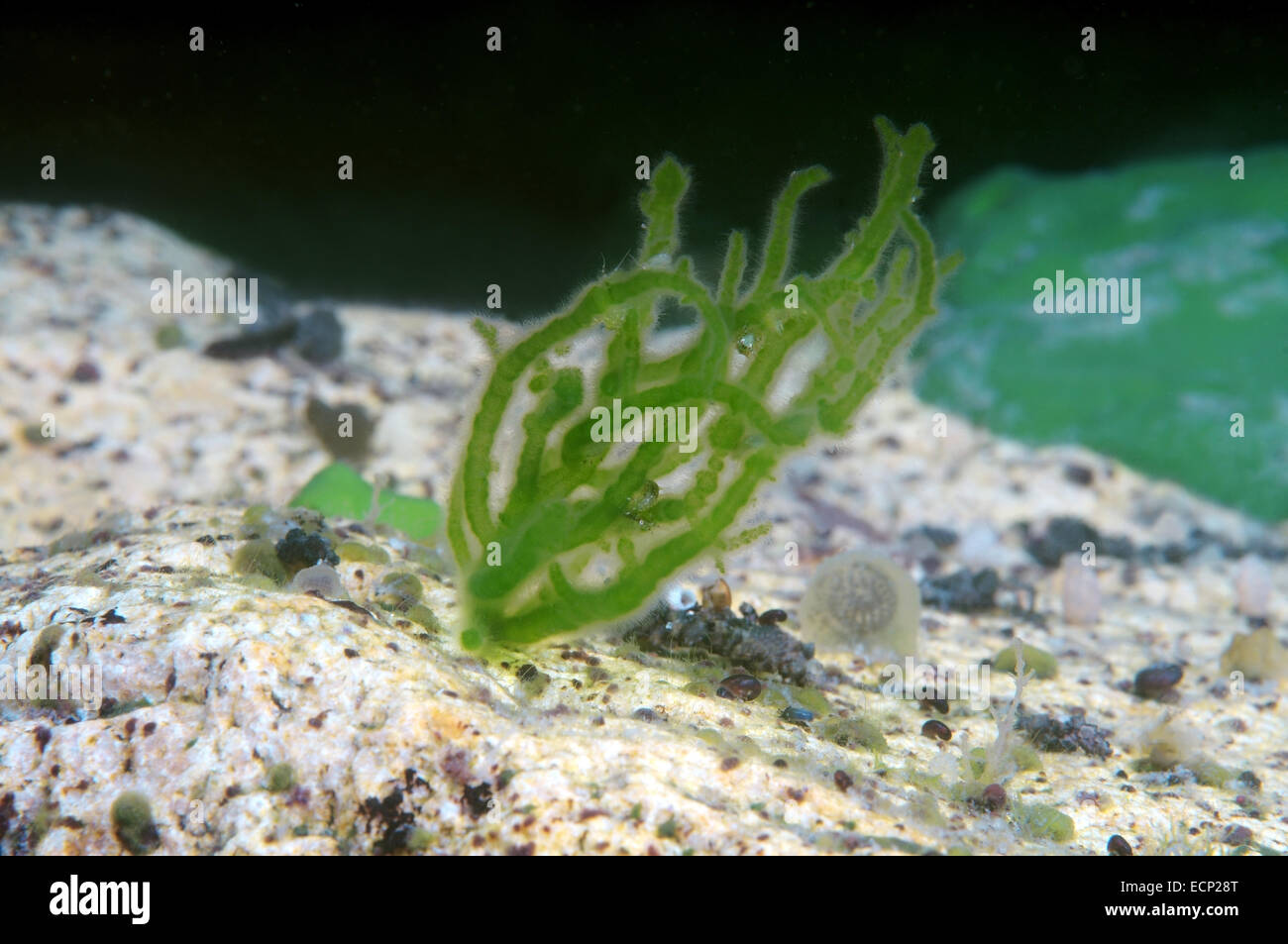 Endemico alghe filamentose (Draparnaldia mutabilis) Lago Baikal, Siberia, Russia Foto Stock