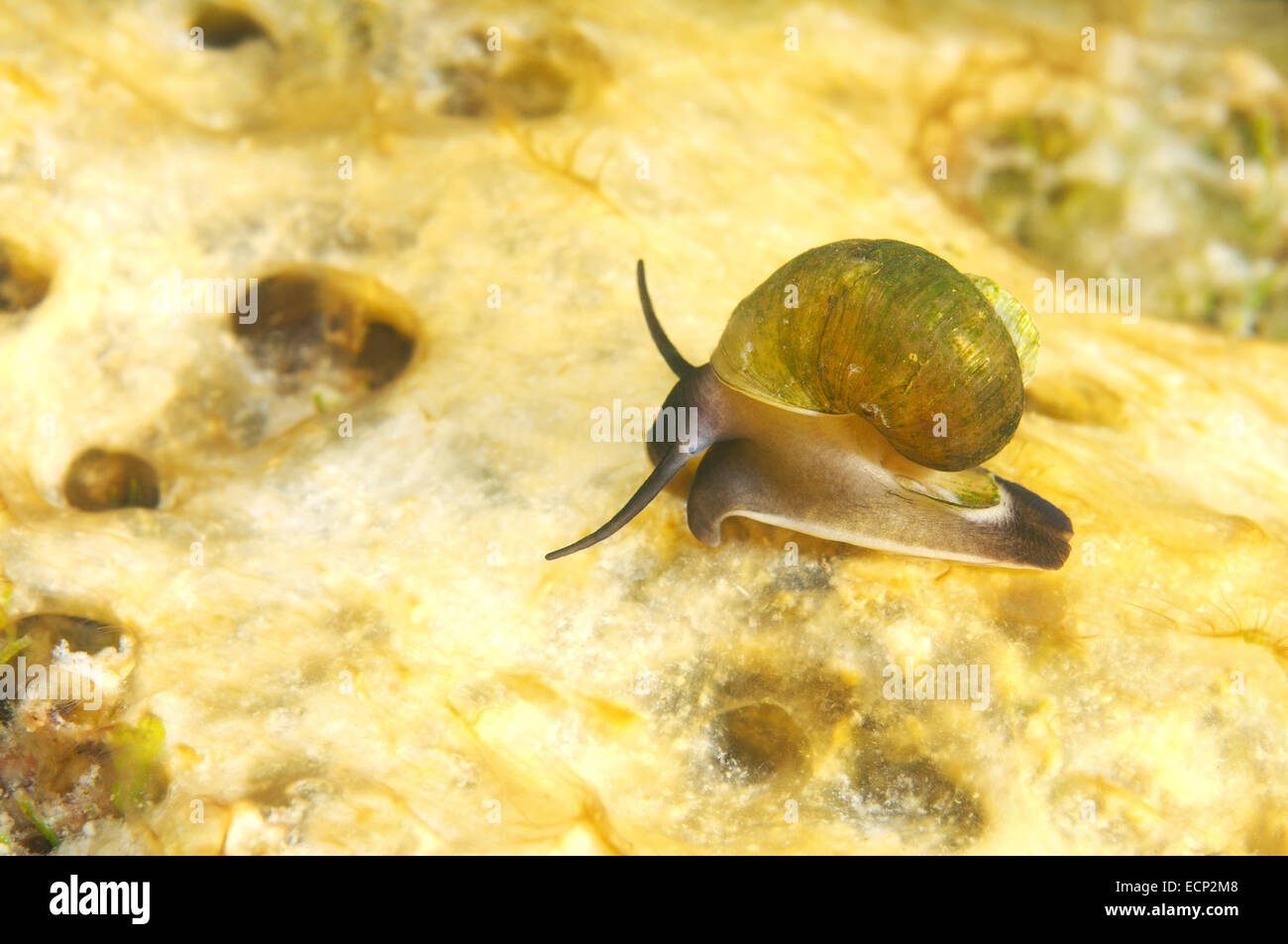 Mollusco (Benedictia baicalensis) Lago Baikal, Siberia, Russia Foto Stock