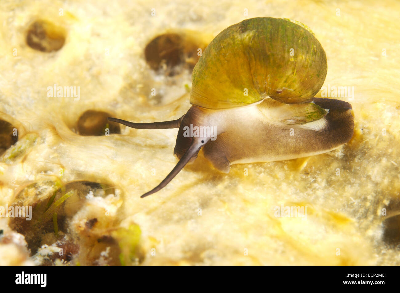 Baygal nuur immagini e fotografie stock ad alta risoluzione - Alamy