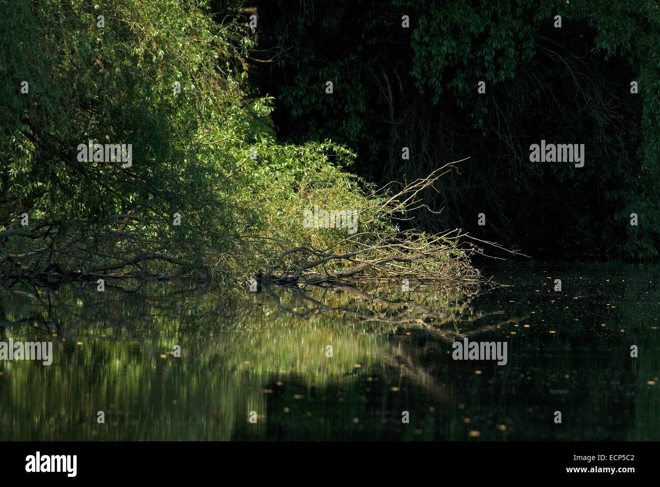Il delta del Danubio, Sito Patrimonio Mondiale dell'Unesco, Romania, Europa Foto Stock