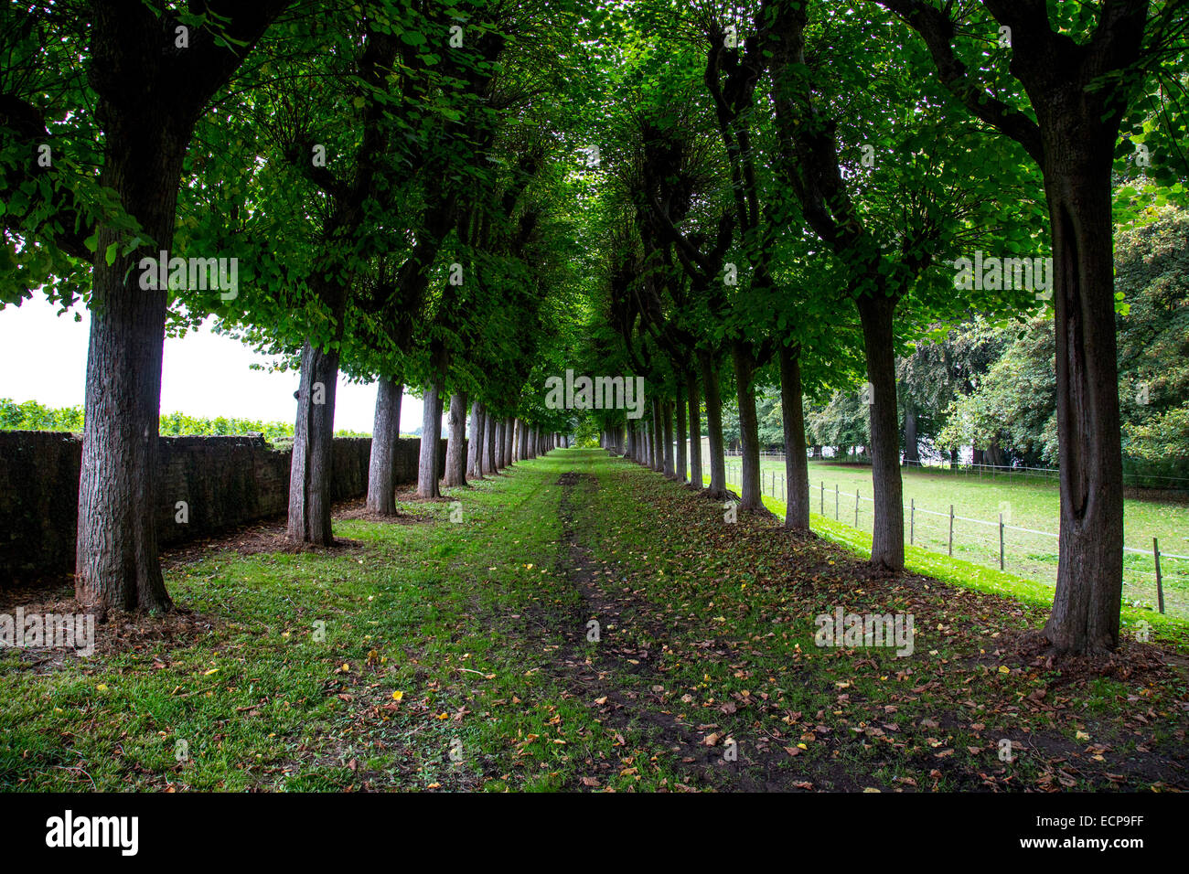 Avenue, vicolo, vecchi alberi, con strada sterrata al di sotto, Foto Stock