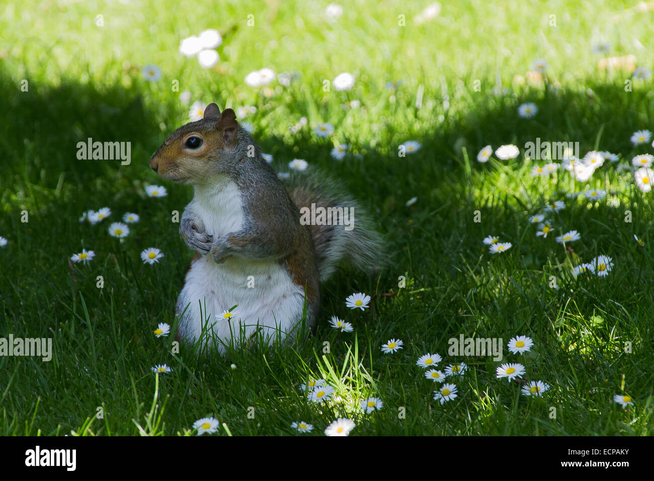 Un simpatico scoiattolo seduto in un parco a guardare i passanti, girato a colori durante il periodo estivo a Londra. Foto Stock