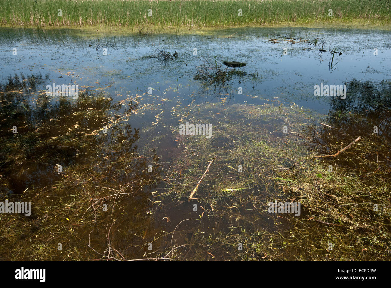 Il delta del Danubio, Sito Patrimonio Mondiale dell'Unesco, Romania, Europa Foto Stock