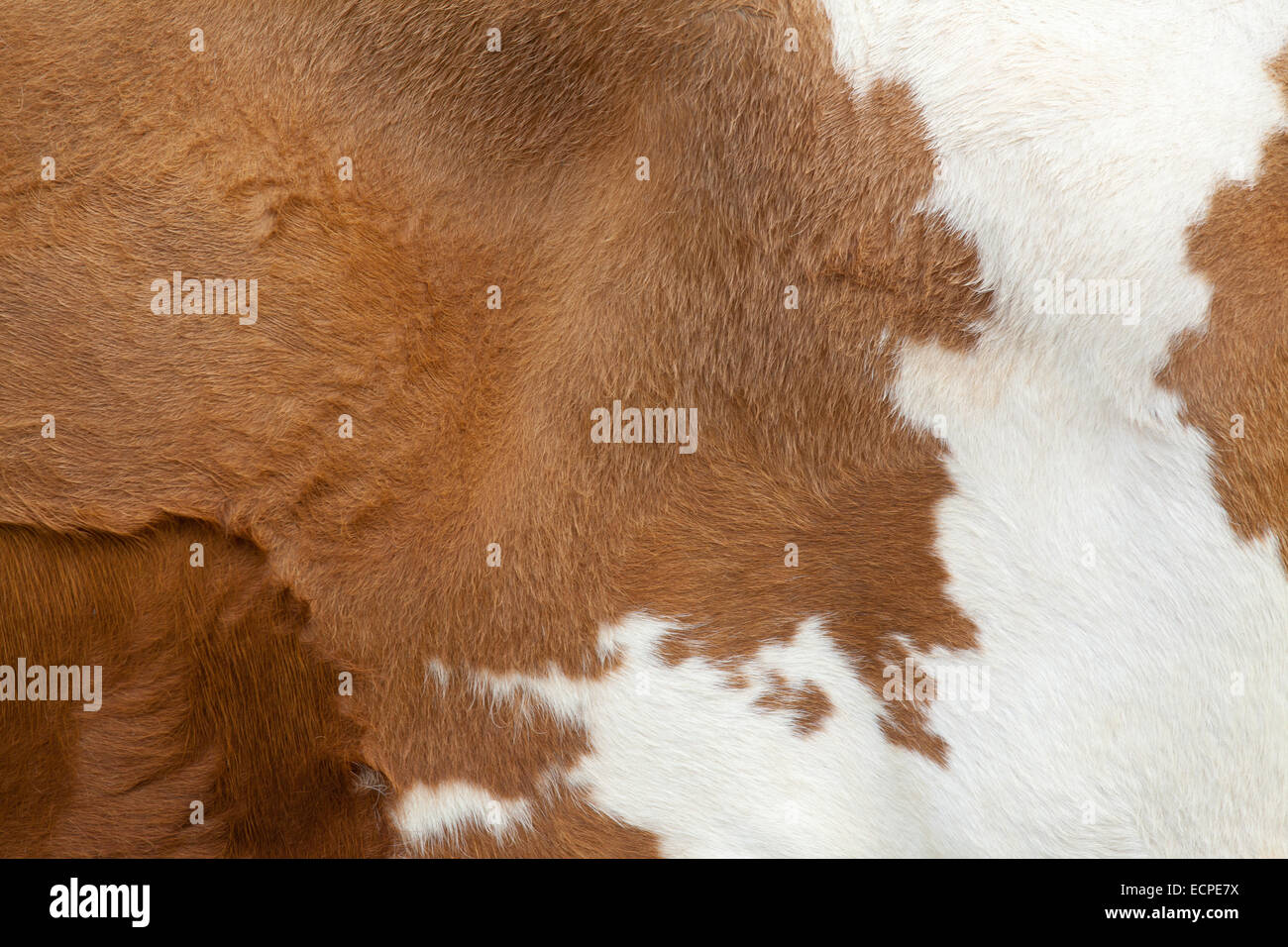 Marrone Tappeto Di Pelliccia Con Pelle Di Mucca Sfondo