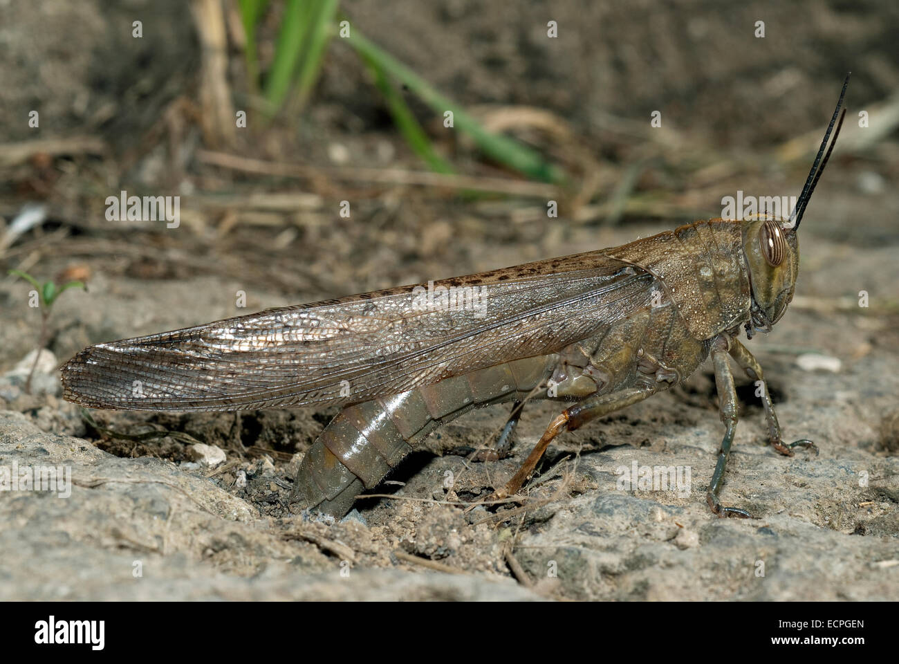 Locusta migratoria (Locusta migratoria) mentre le uova, Parco Regionale Valle del Treja, Lazio, Italia Foto Stock