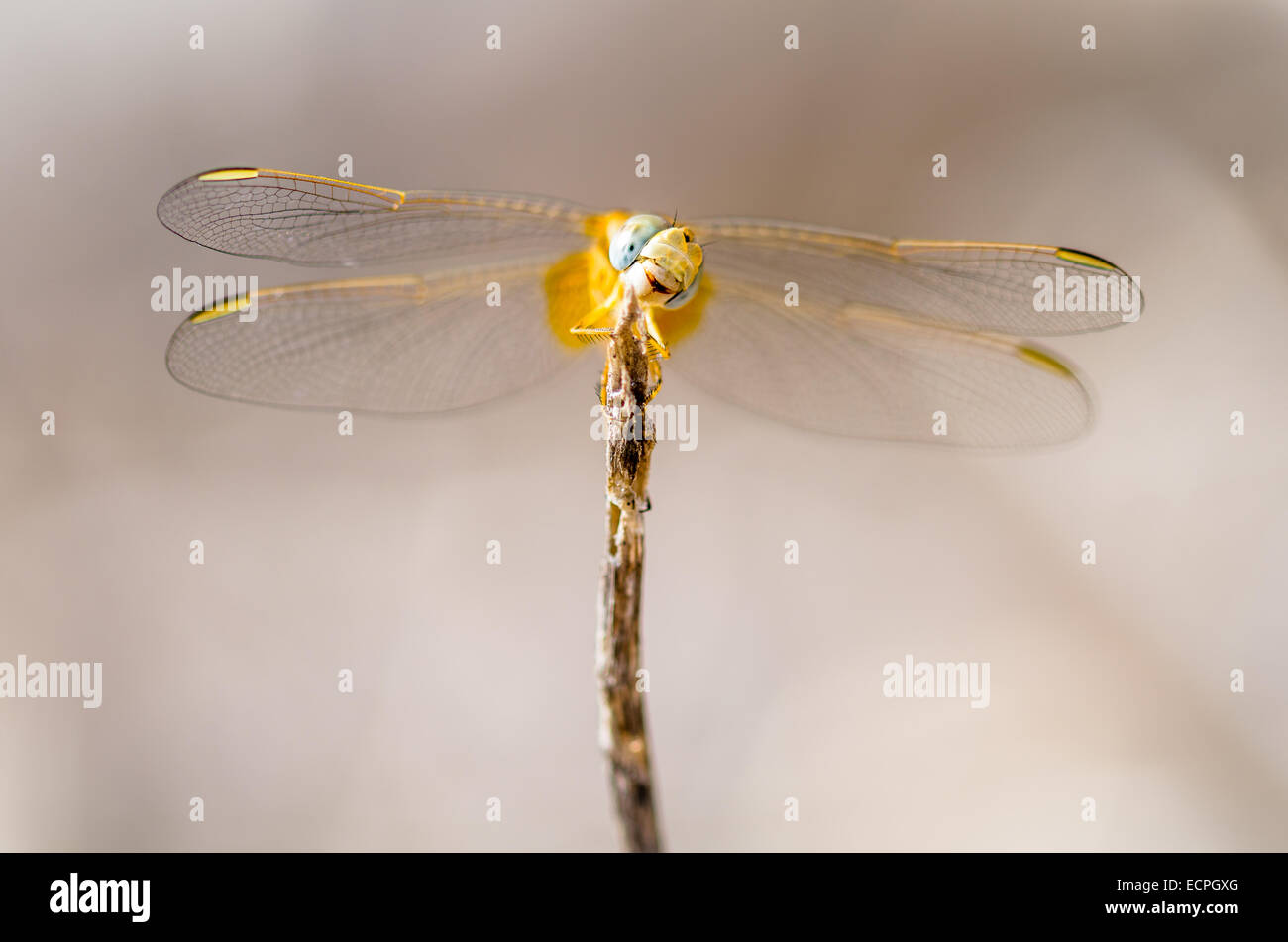 Un sorridente Scarlet darter dragonfly (Crocothemis erythraea) Foto Stock