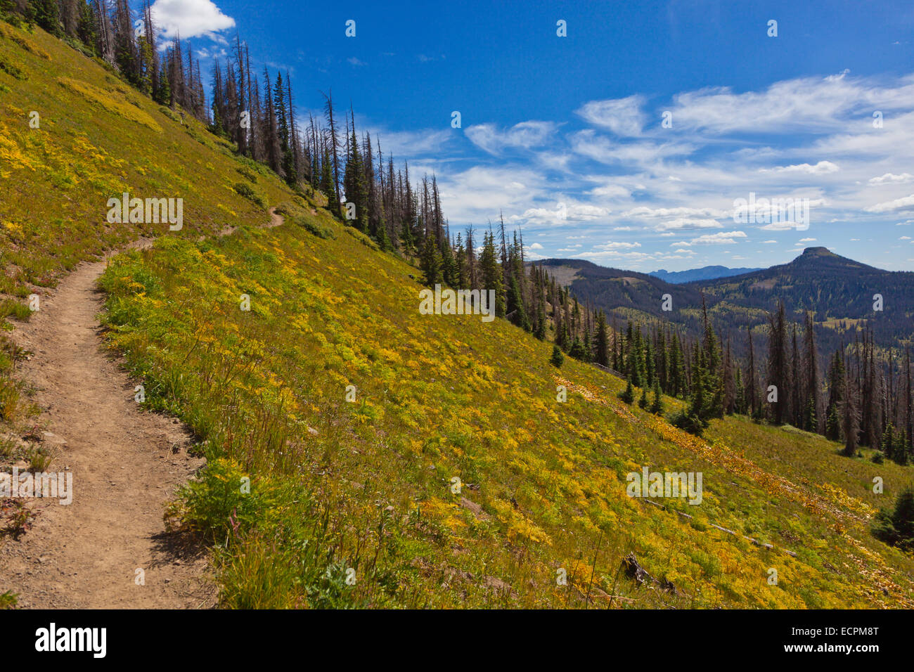 Il sentiero vicino a lobo punto, quota 7060 piedi, sulla Divisione Continentale con morendo di abeti - Southern Colorado Foto Stock