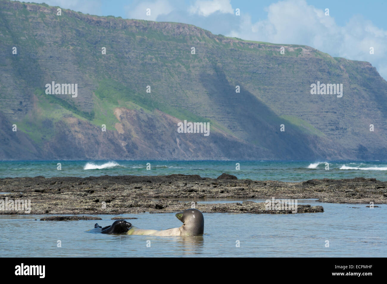 Hawaiian foche monache, le nostre settimane vecchio cucciolo grida alla madre per una alimentazione, Kalaupapa, Molokai, Hawaii, STATI UNITI D'AMERICA Foto Stock