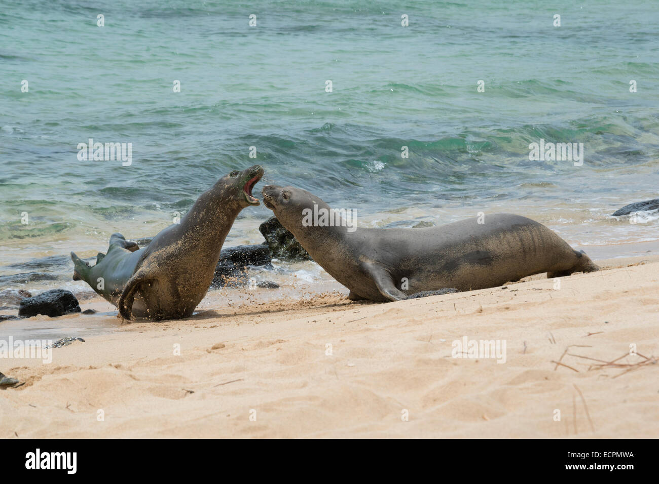 Hawaiian foche monache, Monachus schauinslandi, due maschi combattono per accedere a femmina, Molokai, Hawaii Foto Stock