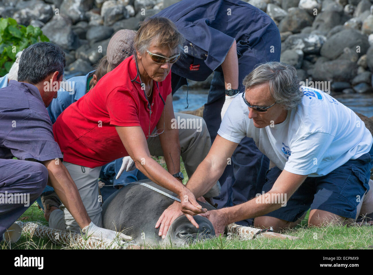 I volontari e gli scienziati NOAA misurare un recentemente svezzato 56 giorno maschio vecchio Hawaiian foca monaca, North Kohala, Isola delle Hawaii, STATI UNITI D'AMERICA Foto Stock
