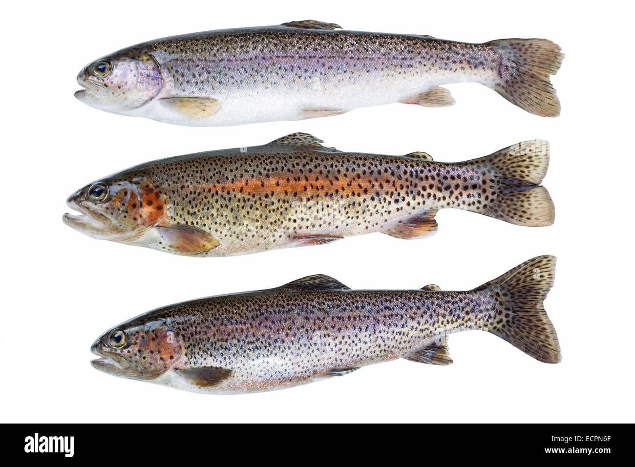 la-trota-iridea-oncorhynchus-mykiss-isolato-puro-su-sfondo-bianco