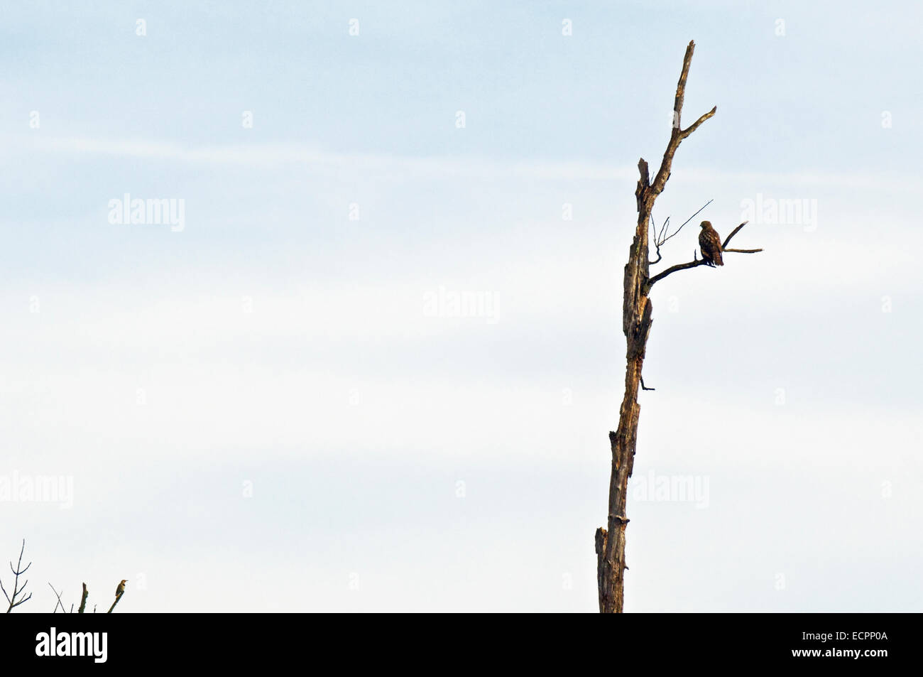 Un rosso-tailed Hawk si siede su un ramo di un marciume marsh albero con uno sfarfallio in un piccolo albero vicino a Bloomington, Indiana, Stati Uniti d'America. Foto Stock