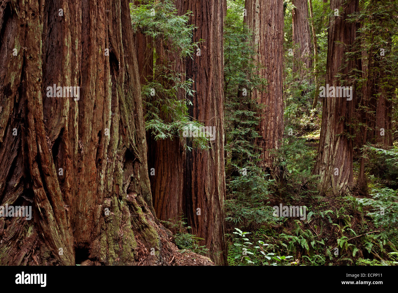 Alberi di Sequoia in Peters Grove area di Portola Redwoods State Park nelle montagne di Santa Cruz. Foto Stock
