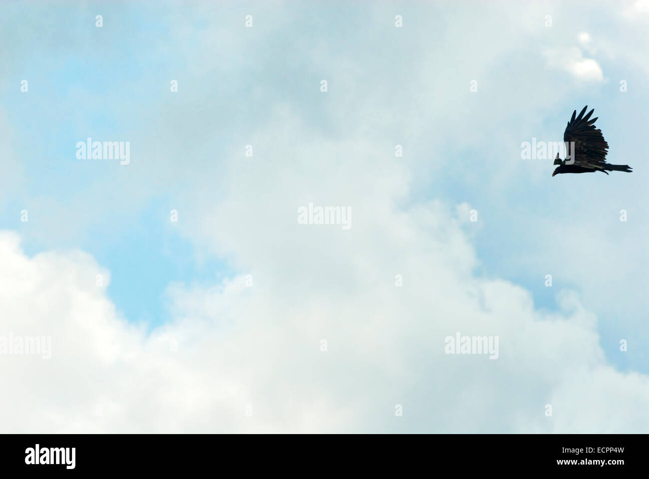 Un tacchino avvoltoio roam il cielo in cerca di cibo in Bloomington, Indiana, Stati Uniti d'America. Foto Stock