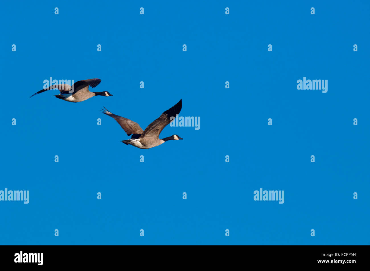 Una coppia di Branta oche volano vicino al lago di Monroe, Indiana, Stati Uniti d'America. Foto Stock