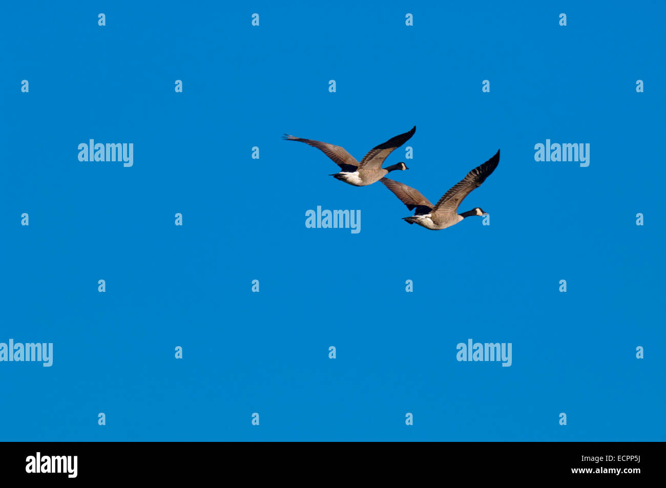 Una coppia di Branta oche volano vicino al lago di Monroe, Indiana, Stati Uniti d'America. Foto Stock