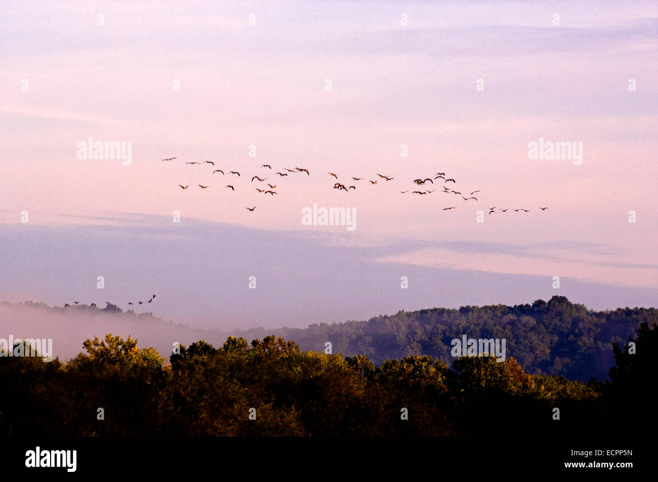 Un gruppo di Branta oche volano vicino al lago di Monroe, Indiana, Stati Uniti d'America. Foto Stock