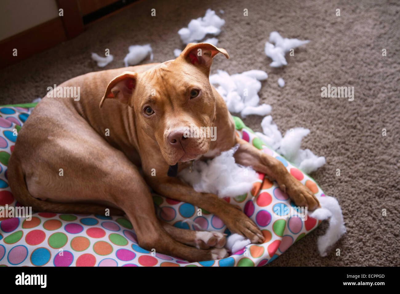 Cane cercando colpevole il rip del cane Foto Stock