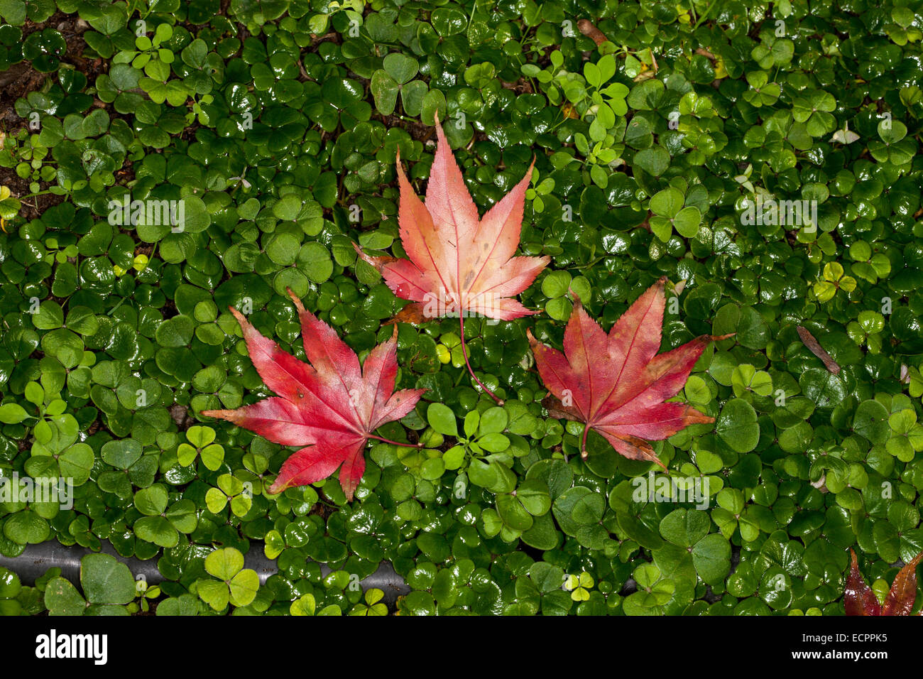 Acero giapponese foglie su un tappeto di trifogli, Novato, CALIFORNIA, STATI UNITI D'AMERICA Foto Stock