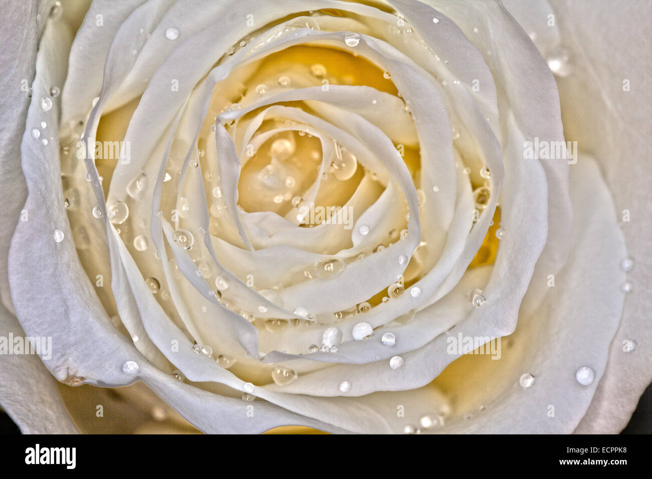 Ripresa macro di una rosa bianca, Novato, CALIFORNIA, STATI UNITI D'AMERICA Foto Stock