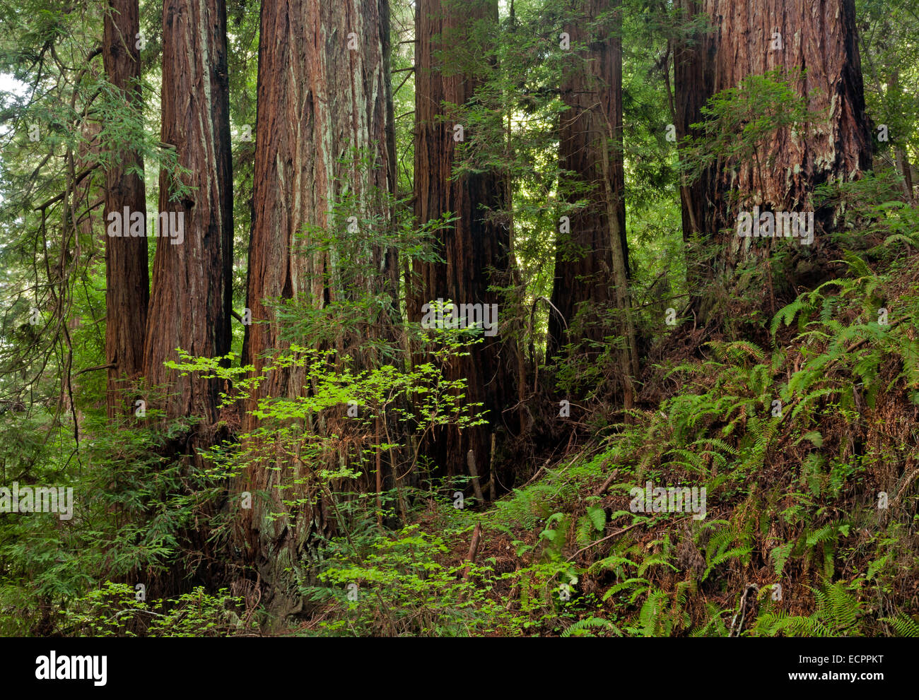 CA02535-00...CALIFORNIA - alberi di sequoia in Peters Grove area di Portola Redwoods State Park nelle montagne di Santa Cruz. Foto Stock