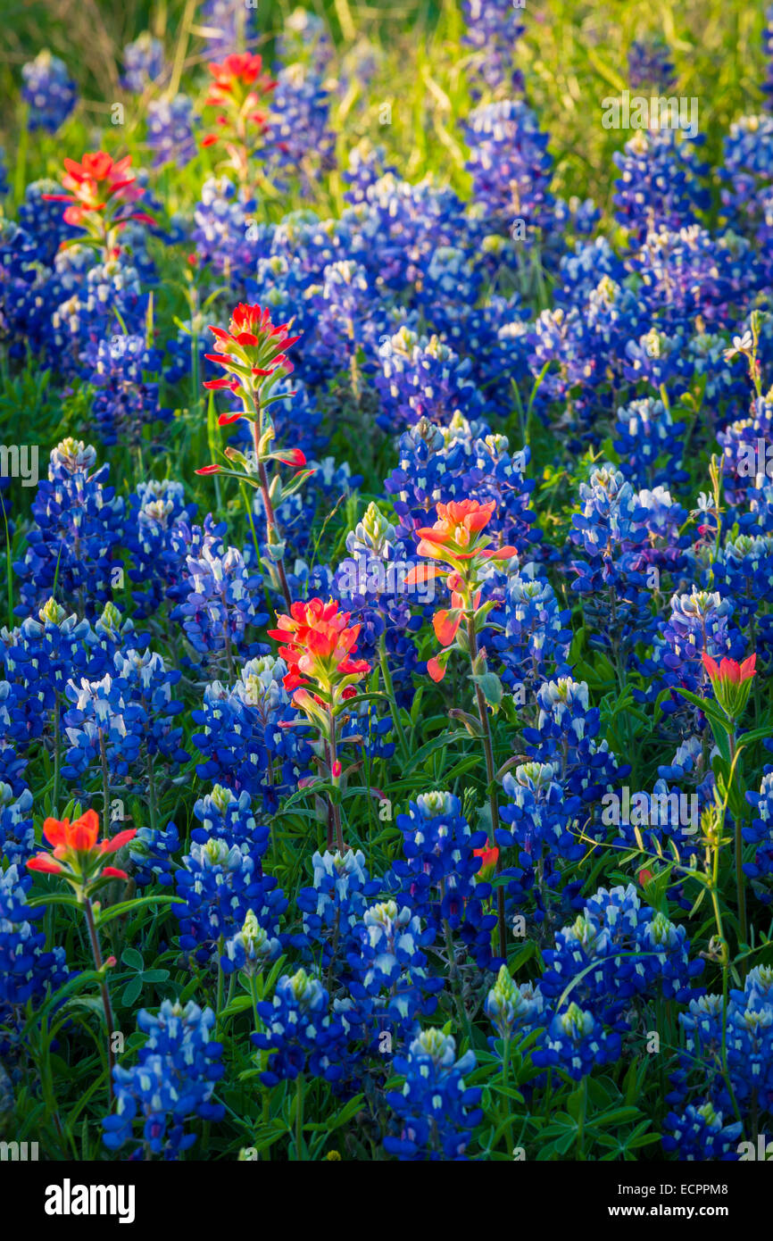 Bluebonnets a Ennis, Texas. Lupinus texensis, il Texas bluebonnet, è una specie endemica di lupino in Texas Foto Stock