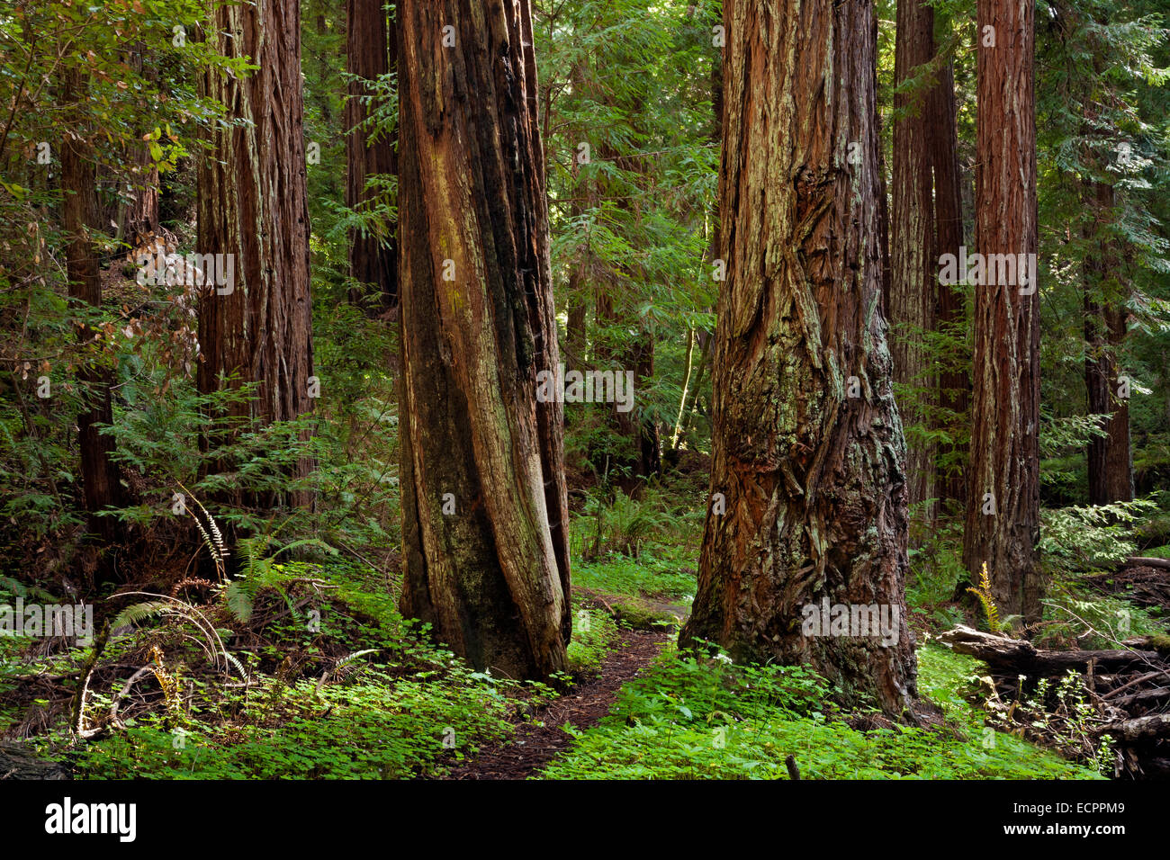 CALIFORNIA - Sentiero attraverso il Peters Grove redwood alberi a Portola Redwoods State Park nelle montagne di Santa Cruz. Foto Stock