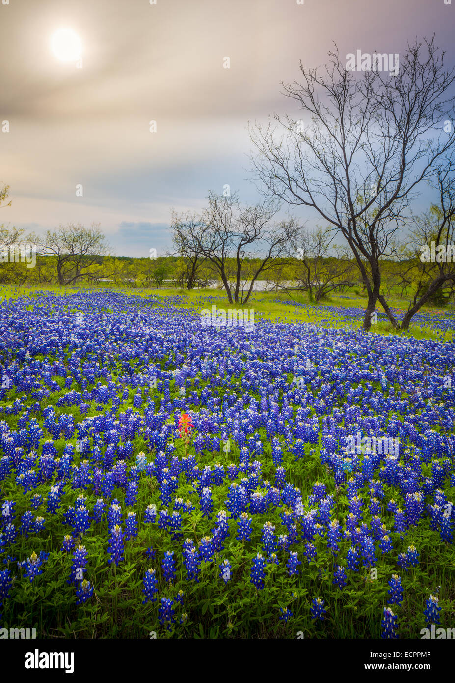 Bluebonnets a Ennis, Texas. Lupinus texensis, il Texas bluebonnet, è una specie endemica di lupino in Texas Foto Stock