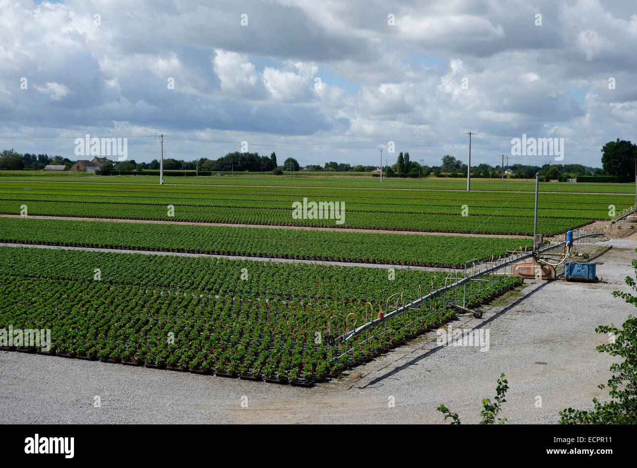 Su larga scala la produzione di ortensie bu Chauvin nella Valle della Loira, Francia Foto Stock
