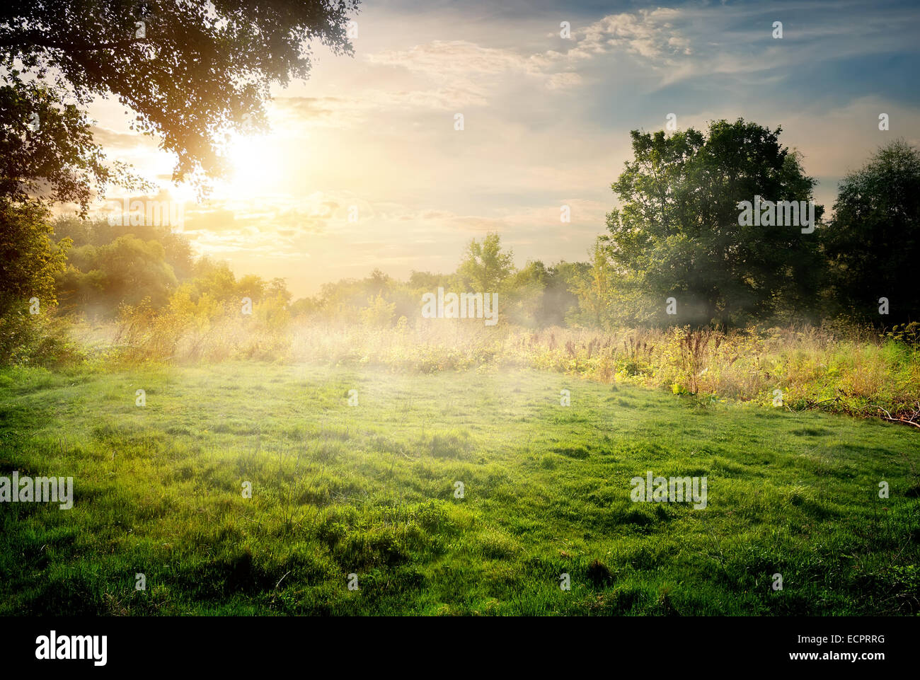 Radura della foresta nella soleggiata mattina d'estate Foto Stock