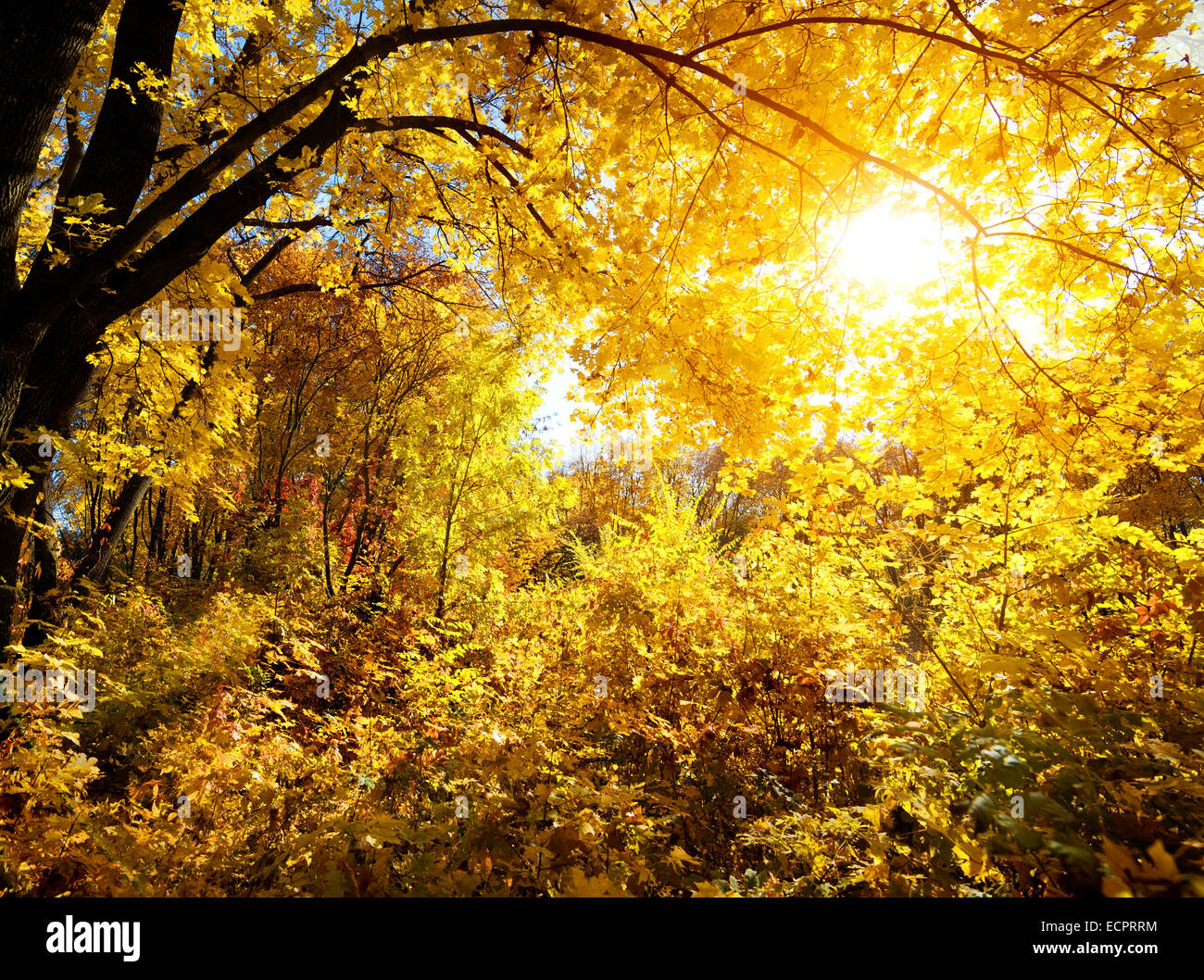 Maple foresta su una luminosa giornata di sole Foto Stock