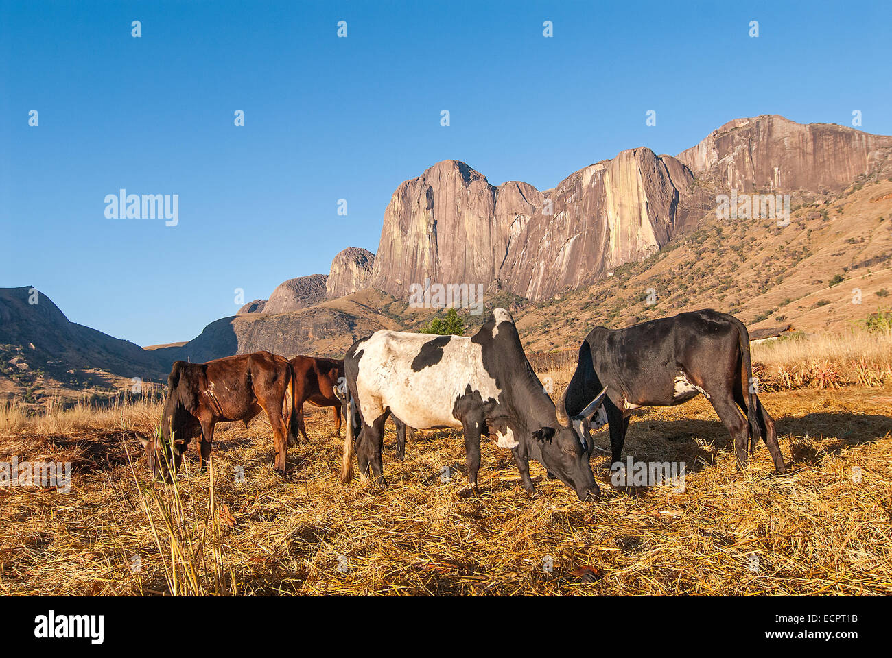 Zebù pascolo del bestiame nel massiccio Tsaranoro, Madagascar centrale. Foto Stock