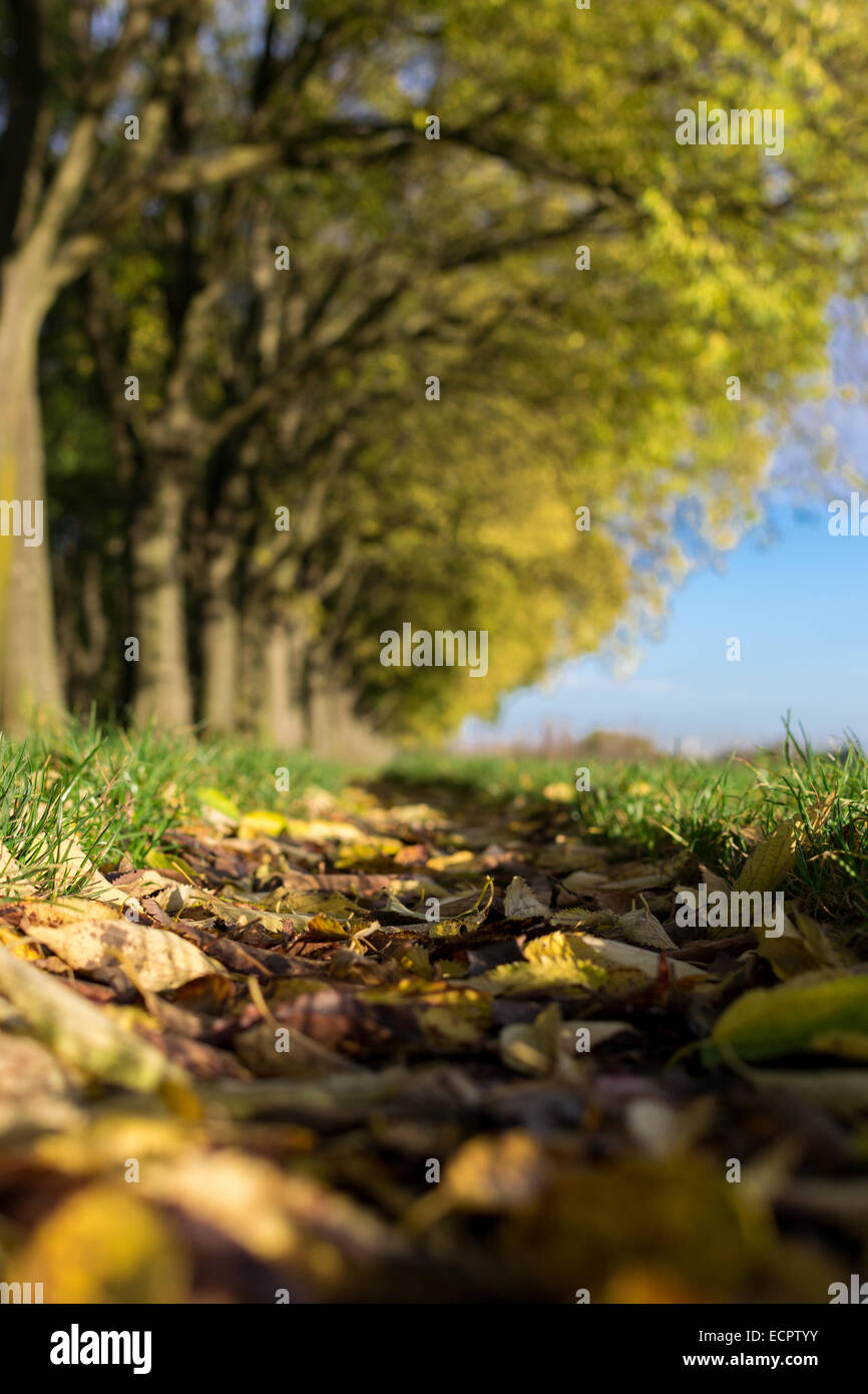 Le mura di Ferrara durante la stagione autunnale con foglie cadute a terra Foto Stock