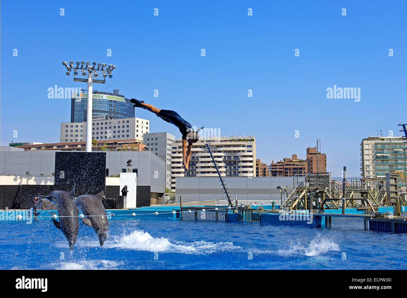 Spettacolo di Delfini presso l'acquario Oceanogràfic, Città delle Arti e delle Scienze da S. Calatrava, Valencia, Comunidad Valenciana, Spagna Foto Stock