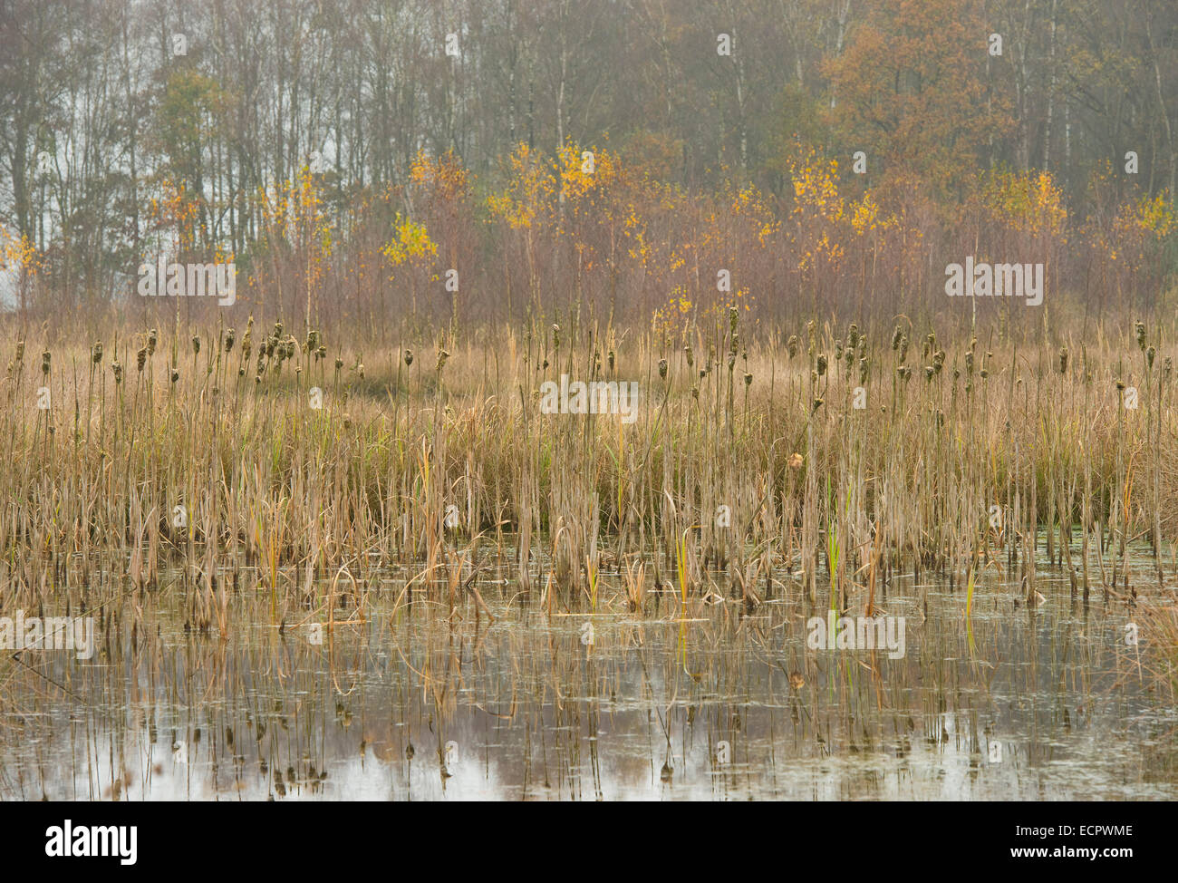 Moor paesaggio autunnale con latifoglie tifa (Typha latifolia), Großes Moor riserva naturale, Bassa Sassonia, Germania Foto Stock