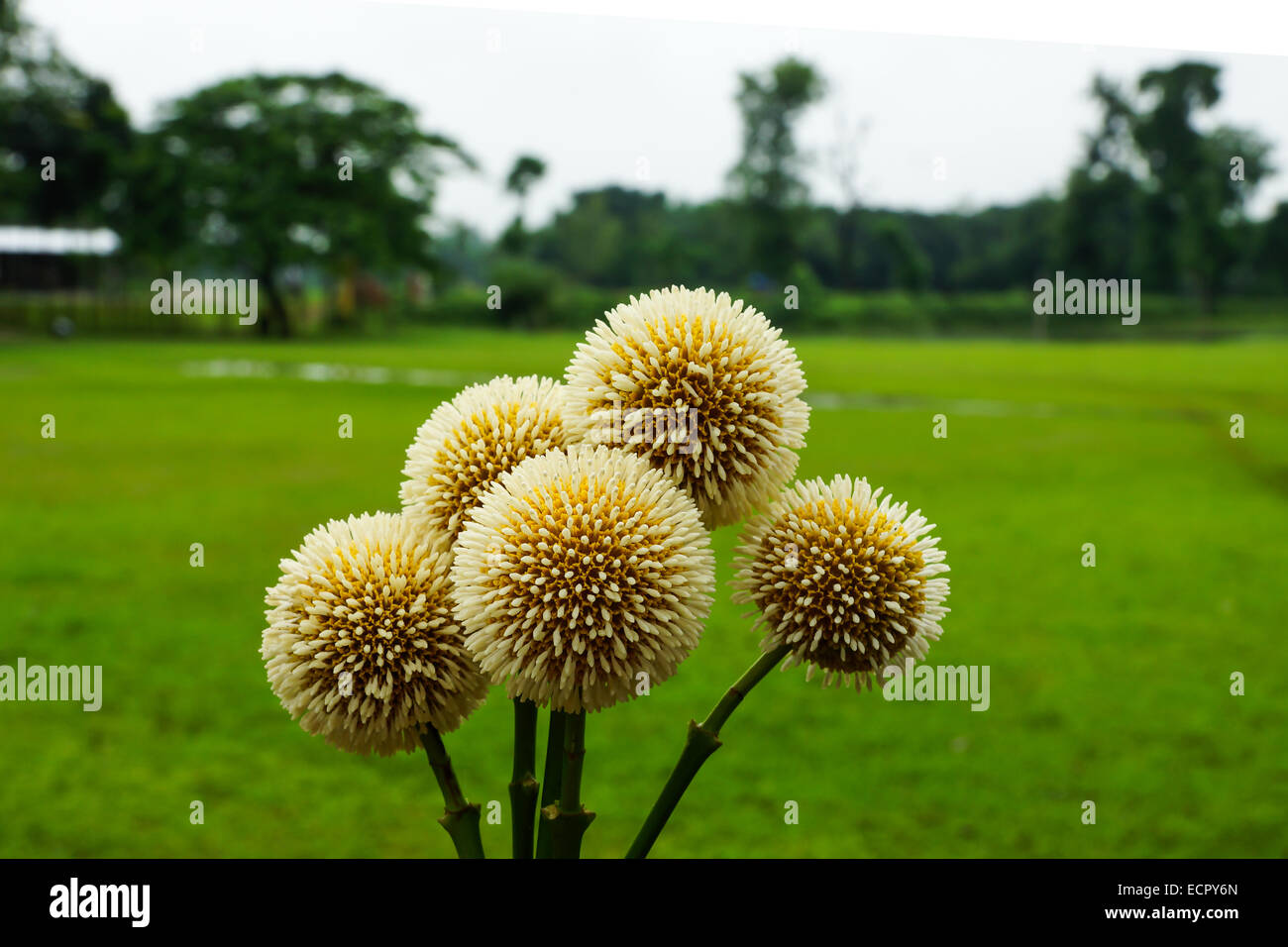 Quattro fiori di palla verde immagini e fotografie stock ad alta  risoluzione - Alamy