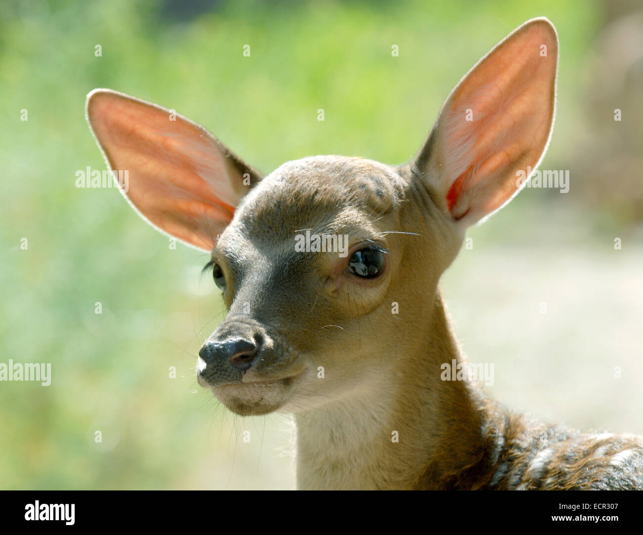 Si tratta di Red Deer Fawn. Fawn le orecchie, gli occhi e il naso sono buoni visto. Foto Stock