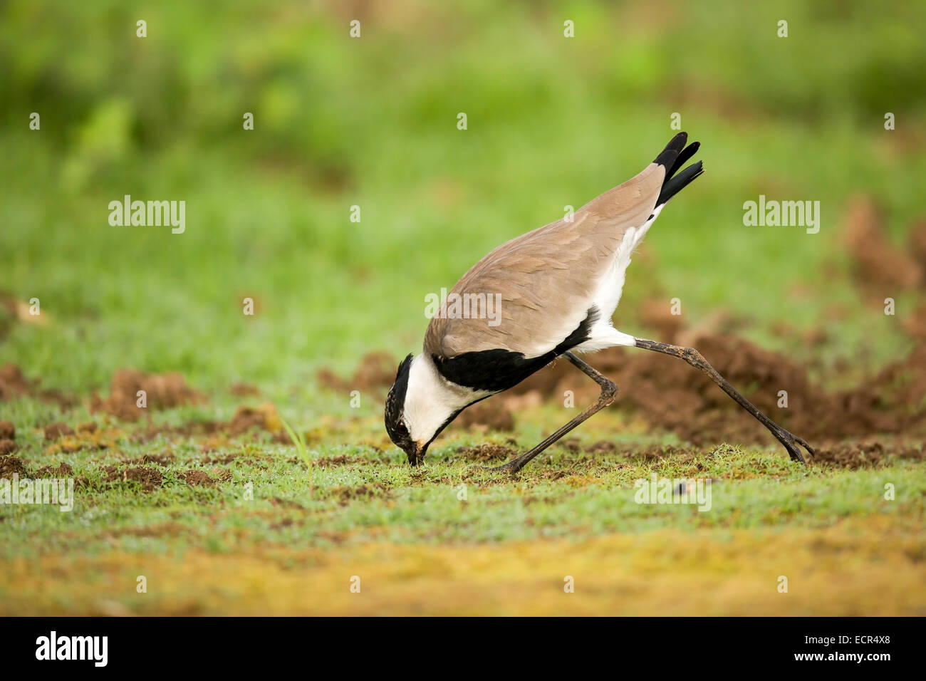 Dallo sperone plover (o pavoncella, Vanellus spinosus). Questo uccello vive in zone umide e le zone costiere in nord Africa e EAS Foto Stock