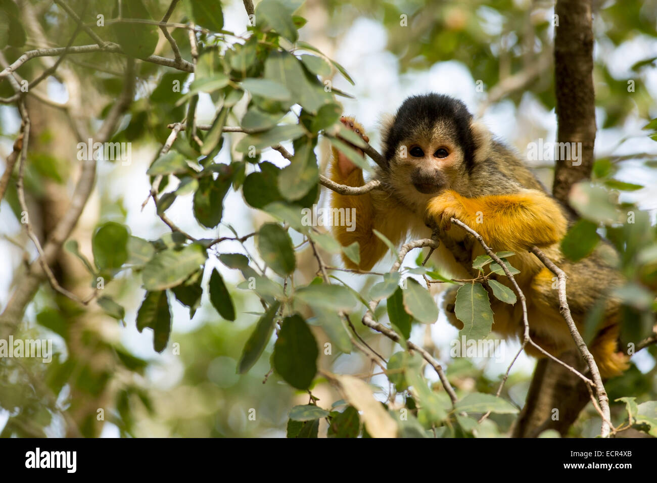 Scimmia di scoiattolo (Saimiri sciureus) in una struttura ad albero. Questa scimmia è nativo di tropical America del Sud e Centrale. Esso è esclusivamente arb Foto Stock