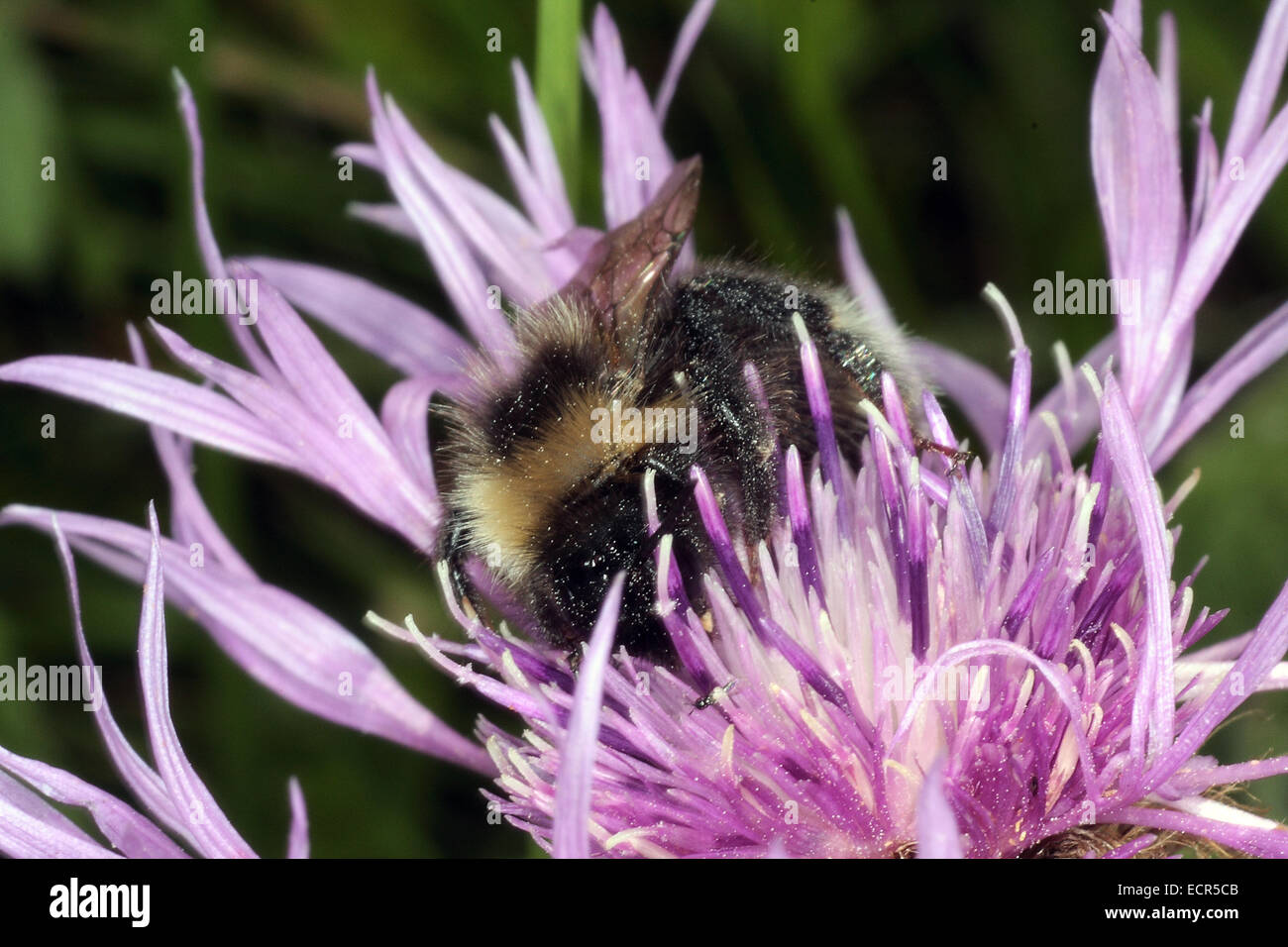 La foresta bumblebee (Bombus Sylvarum) simili a visitare i fiori di prato Fiordaliso (Centaurea jacea L.) a causa del nettare e del polline. Foto: Klaus Nowottnick Data: 16 Luglio 2009 Foto Stock